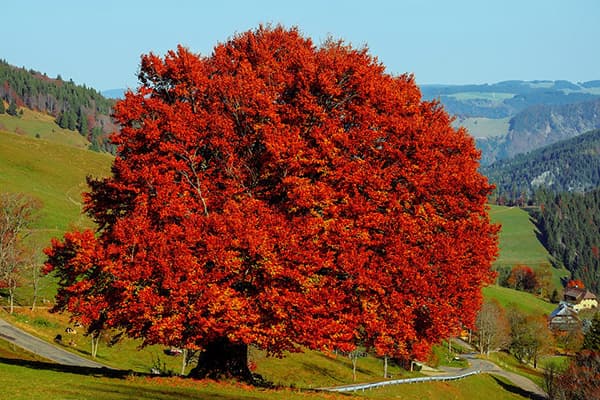 Albero di faggio per produzione parquet